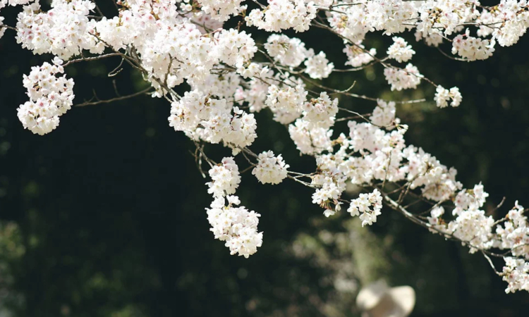 Bild Seniorenmittagstisch April mit weissen Blüten