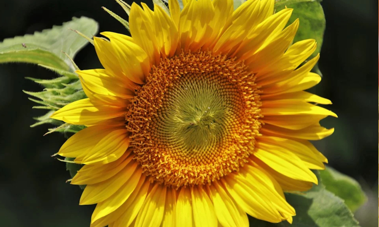 Bild Seniorenmittagstisch Juli mit Sonnenblume
