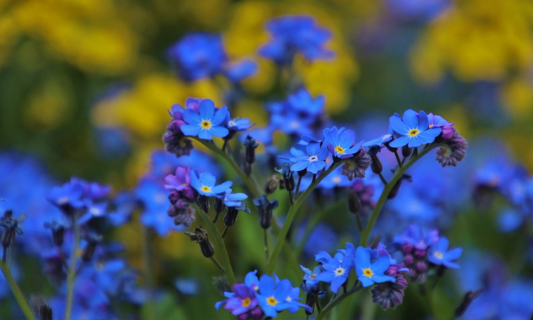Bild Seniorenmittagstisch Mai mit blauen Blüten