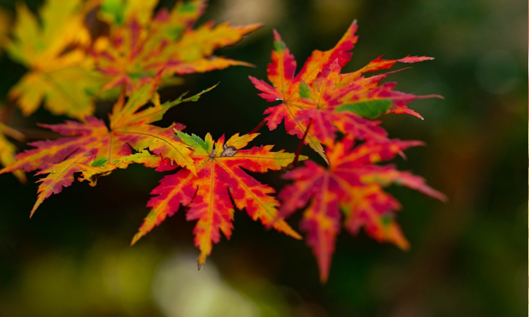 Bild Seniorenmittagstisch September mit roten Blättern