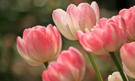Bild Seniorenmittagstisch März mit Tulpen