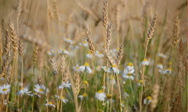 Bild Seniorenmittagstisch August mit Kornfeld