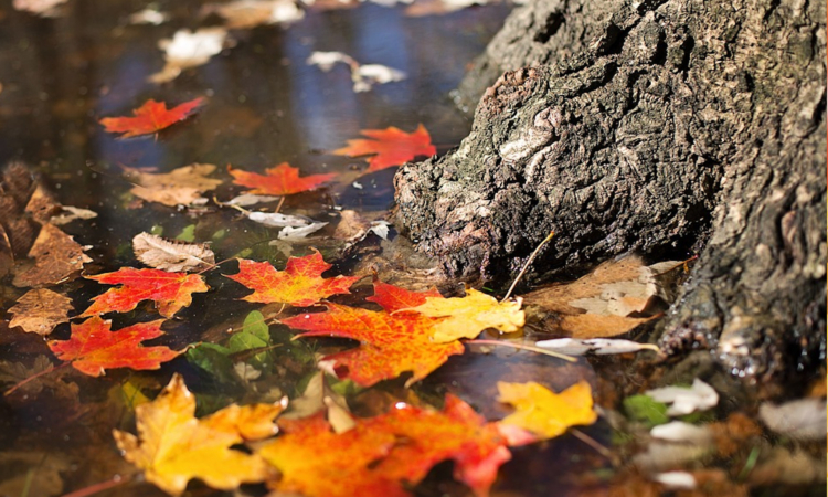 Bild Seniorenmittagstisch Oktober mit Baumwurzel