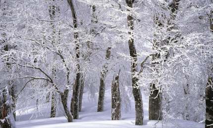 Bild Seniorenmittagstisch Januar mit schneebedekten Baeumen