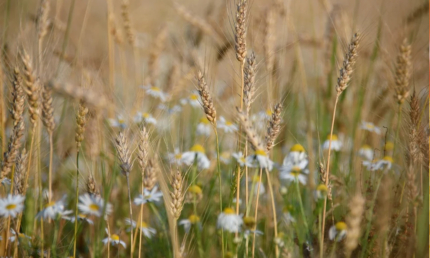 Bild Seniorenmittagstisch August mit Kornfeld
