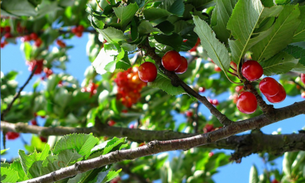 Bild Seniorenmittagstisch Juni mit Kirschen