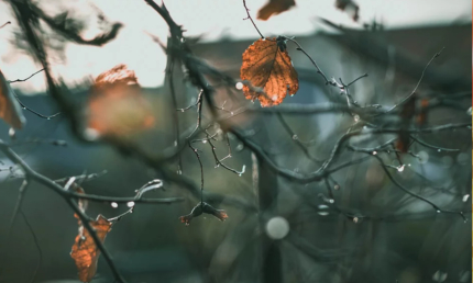 Bild Seniorenmittagstisch November mit blätterlosem Baum